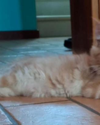 Maine coon maschietti con ped