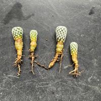 Cactus turbinicarpus valdezianus albiflora