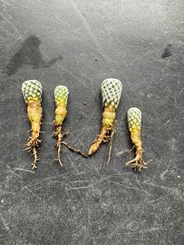 Cactus turbinicarpus valdezianus albiflora