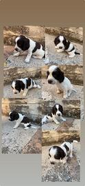 Cuccioli di English Springer Spaniel