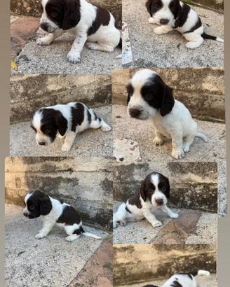 Cuccioli di English Springer Spaniel