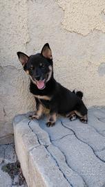 cucciolo