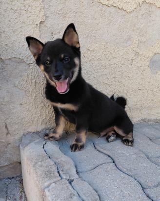 cucciolo