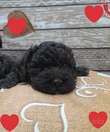Cuccioli Lagotto Romagnolo pedigree Roy