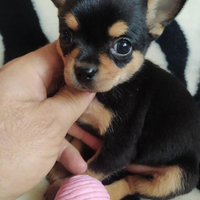 Chihuahua toy maschio