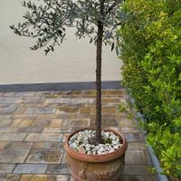 ulivo con vaso in cotto