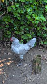 Gallo Arucana British