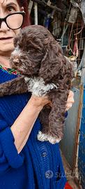 Cuccioli di lagotto romagnolo