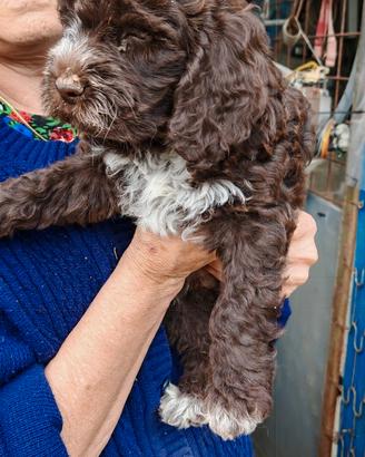 Cuccioli di lagotto romagnolo