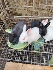 Coniglietti da ingrassare