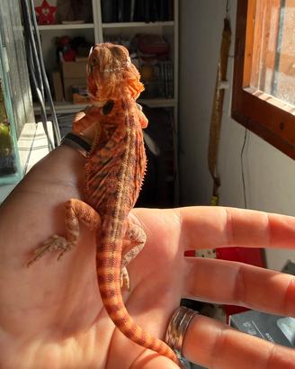 Pogona vitticeps giovane