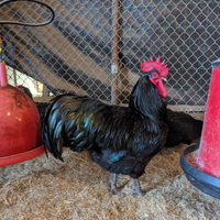 Australorp nero