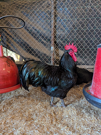 Australorp nero