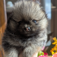 Cuccioli di Pomerania con pedigree enci