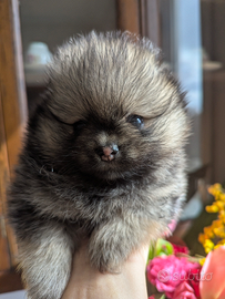 Cuccioli di Pomerania con pedigree enci