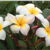 talee plumeria "incarnata"