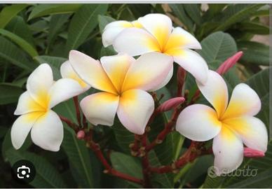 talee plumeria "incarnata"