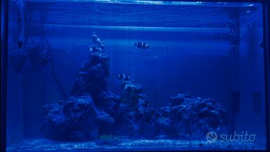 Acquario marino completo