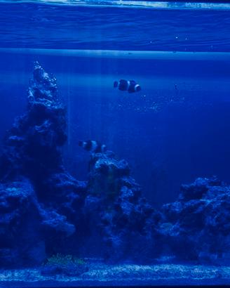 Acquario marino completo
