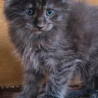 Cuccioli di Maine Coon