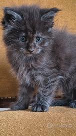 Cuccioli di Maine Coon