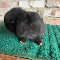 Mini Lop total black