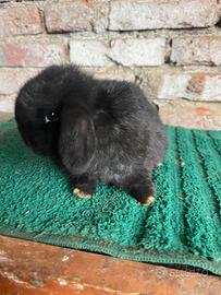 Mini Lop total black