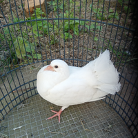 Piccioni pavoncello saani