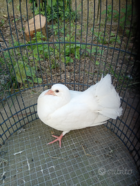 Piccioni pavoncello saani