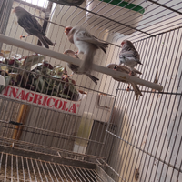 Canarini agata ros. mos. e pastello agat ros mo