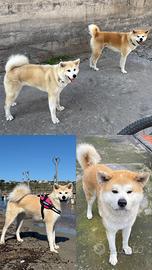 Cuccioli Akita Inu
