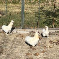 Galline Moroseta