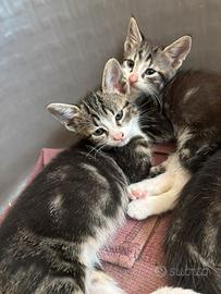 Gattini pronti all'adozione
