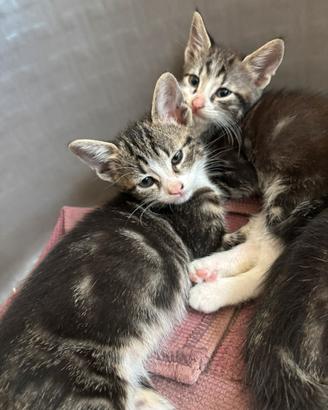 Gattini pronti all'adozione