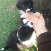 Cuccioli border collie