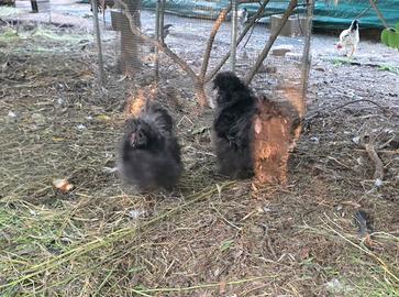 Coppia moroseta silkie nere