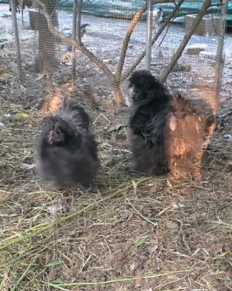 Coppia moroseta silkie nere