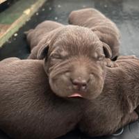 Labrador cuccioli cioccolato con pedigree Enci