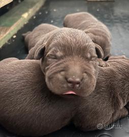 Labrador cuccioli cioccolato con pedigree Enci
