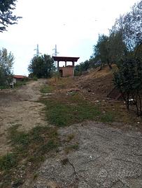 Terreno con ulivi e scheletro