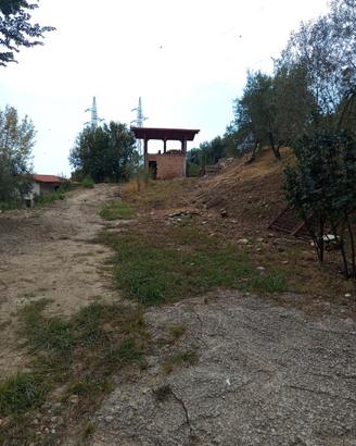 Terreno con ulivi e scheletro
