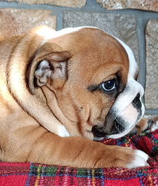 Bulldog inglese ENCI