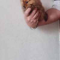 Spitz Nano (Volpino Pomerania)