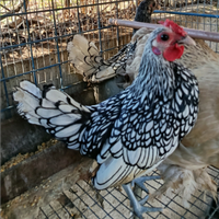 Gallo sebright