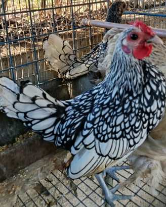 Gallo sebright