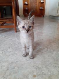 Gattini occhi blu simili siamesi