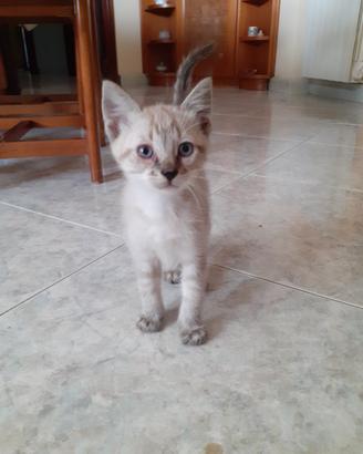 Gattini occhi blu simili siamesi