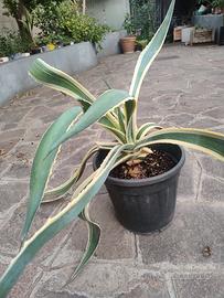Agave