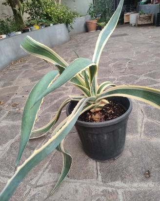 Agave