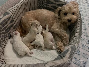 Cuccioli maltipoo